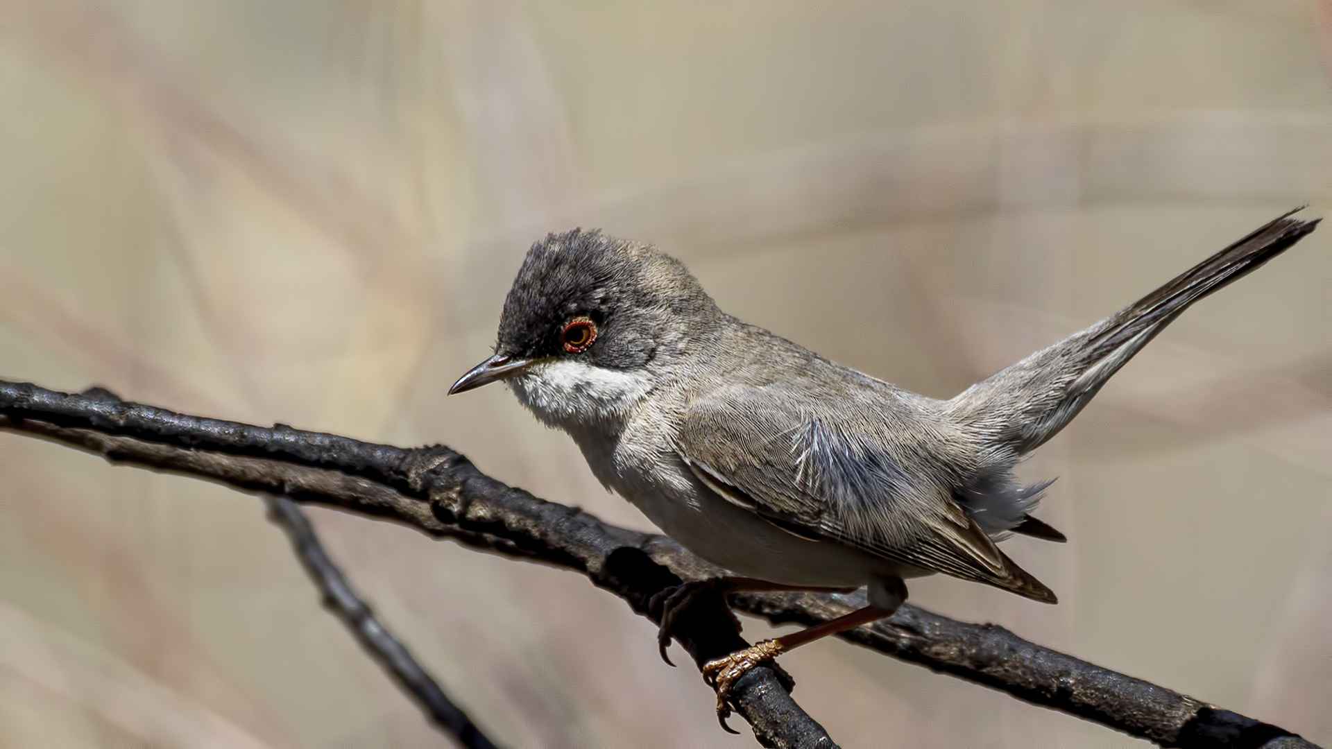 Menetries's Warbler